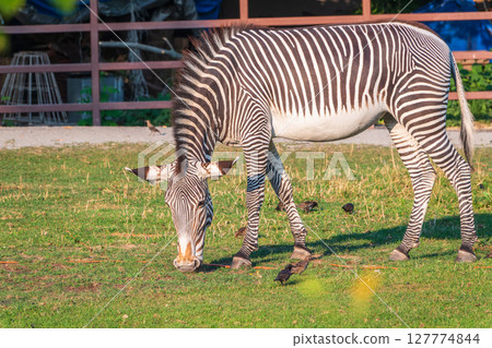Grevy's zebra, lat Equus grevyi, also known as the imperial zebra eats green grass. Grevy's zebra, lat Equus grevyi, also known as the imperial zebra eats green grass. 127774844