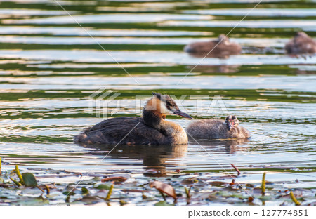 The waterfowl bird, great crested grebe with chick, swimming in the lake. The waterfowl bird, great crested grebe with chick, swimming in the lake. 127774851