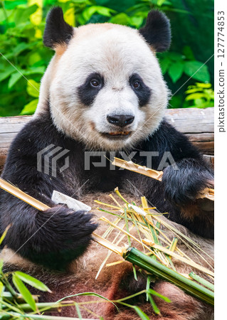 The Giant Panda Bear sits while eating a bamboo stalk 127774853