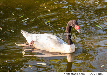 The black-necked swan, Cygnus melancoryphus, is a swan that is the largest waterfowl native to South America. The body plumage is white with a black neck and head and greyish bill The black-necked swan, Cygnus melancoryphus, is a swan that is the largest waterfowl native to South America. The body plumage is white with a black neck and head and greyish bill 127774866