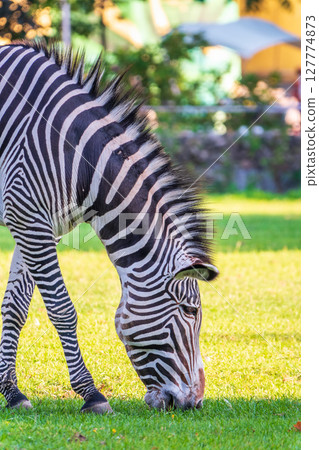 Grevy's zebra, lat Equus grevyi, also known as the imperial zebra eats green grass. Grevy's zebra, lat Equus grevyi, also known as the imperial zebra eats green grass. 127774873