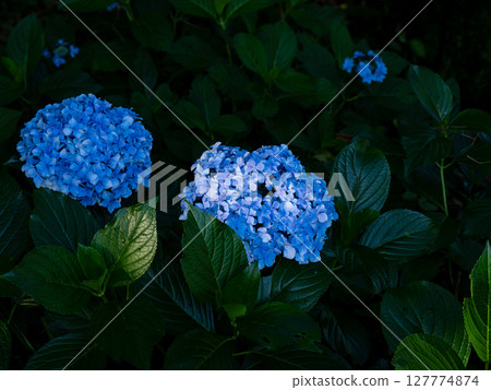 Close-up of a shining blue hydrangea 127774874