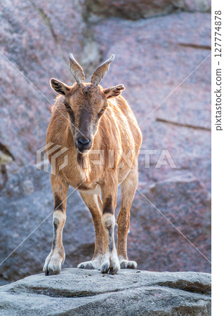 Markhor female on the rock. Latin name - Capra falconeri. Wild goat native to Central Asia, Karakoram and the Himalayas Markhor female on the rock. Latin name - Capra falconeri. Wild goat native to Central Asia, Karakoram and the Himalayas 127774878