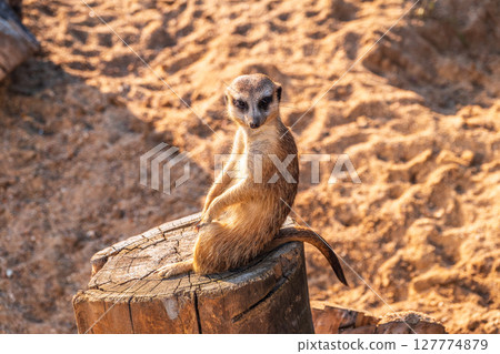 Meerkat, Suricata suricatta, on hind legs. Portrait of meerkat standing on hind legs with alert expression. Portrait of a funny meerkat sitting on its hind legs. 127774879