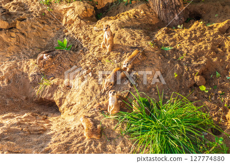 Meerkat, Suricata suricatta, on hind legs. Portrait of meerkat standing on hind legs with alert expression. Portrait of a funny meerkat sitting on its hind legs. 127774880