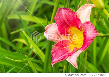 Close up of a pink daylily flower in bloom Close up of a pink daylily flower in bloom 127774886