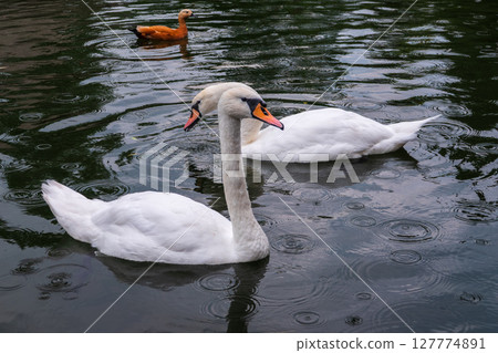 Two Graceful white Swans swimming in the lake, swans in the wild 127774891
