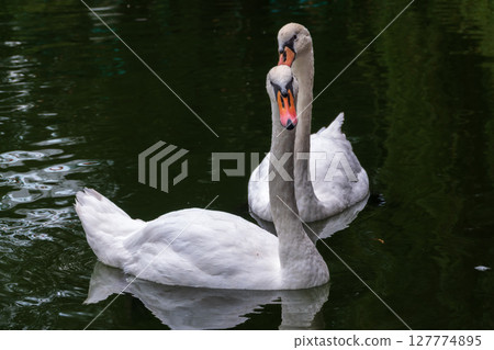 Two Graceful white Swans swimming in the lake, swans in the wild Two Graceful white Swans swimming in the lake, swans in the wild 127774895