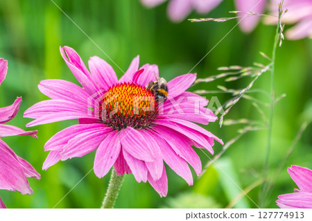 A closeup shot of a bee collecting pollen on a purple echinacea flower A closeup shot of a bee collecting pollen on a purple echinacea flower 127774913