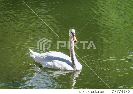 A graceful white swan swimming on a lake with dark water. The white swan is reflected in the water A graceful white swan swimming on a lake with dark water. The white swan is reflected in the water 127774920