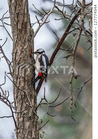 Little woodpecker sits on a tree trunk. The great spotted woodpecker, Dendrocopos major Little woodpecker sits on a tree trunk. The great spotted woodpecker, Dendrocopos major 127774944