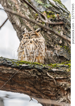 Long-eared owl (Asio otus), looking forward with wide opened eyes 127774945