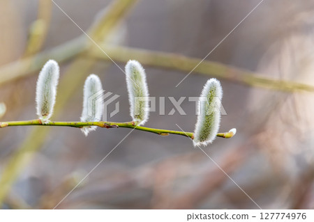 Nature awakes in spring. Blooming willow twigs and furry willow-catkins, so called seals or cats. Holly willow, Salix caprea Nature awakes in spring. Blooming willow twigs and furry willow-catkins, so called seals or cats. Holly willow, Salix caprea 127774976