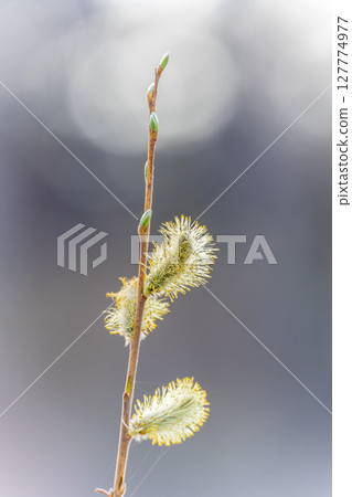 Nature awakes in spring. Blooming willow twigs and furry willow-catkins, so called seals or cats. Holly willow, Salix caprea 127774977