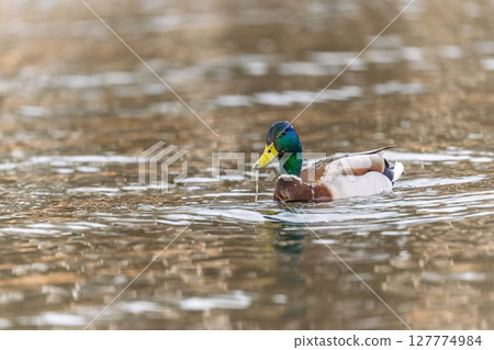 Duck swims in the pond. 127774984