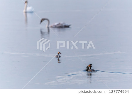 Mating games of two water birds Great Crested Grebes. Two waterfowl birds Great Crested Grebes swim in the lake with heart shaped silhouette Mating games of two water birds Great Crested Grebes. Two waterfowl birds Great Crested Grebes swim in the lake with heart shaped silhouette 127774994