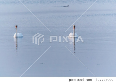 Two Graceful white Swans swimming in the lake, swans in the wild Two Graceful white Swans swimming in the lake, swans in the wild 127774999
