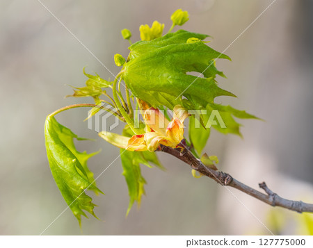Blooming Norway Maple, Acer platanoides, in beautiful light 127775000