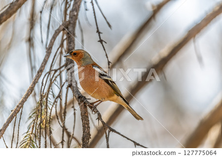 Common chaffinch, Fringilla coelebs, sits on a tree. Common chaffinch in wildlife. Common chaffinch, Fringilla coelebs, sits on a tree. Common chaffinch in wildlife. 127775064
