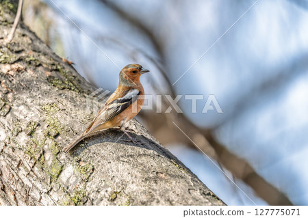 Common chaffinch, Fringilla coelebs, sits on a tree. Common chaffinch in wildlife. Common chaffinch, Fringilla coelebs, sits on a tree. Common chaffinch in wildlife. 127775071