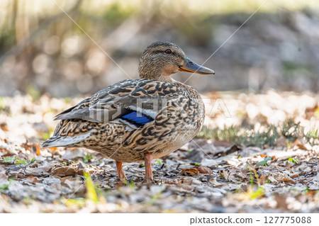 A duck female stands on its paws on the green shore of a pond. A duck female stands on its paws on the green shore of a pond. 127775088