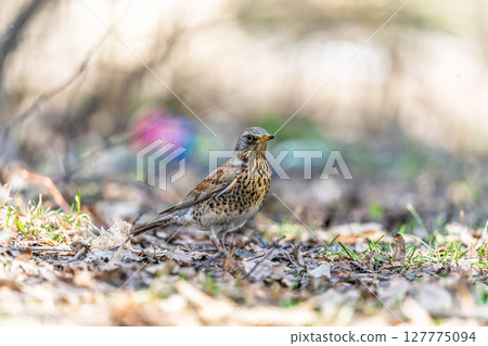 Wood bird Fieldfare, Turdus pilaris, on a sprng lawn. 127775094