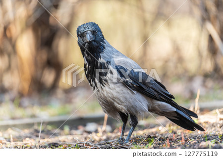 Hooded crow, corvus cornix, standing on the lawn in the spring or summer 127775119