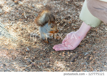 A squirrel in the spring or autumn eats nuts from a human hand. Eurasian red squirrel, Sciurus vulgaris 127775121