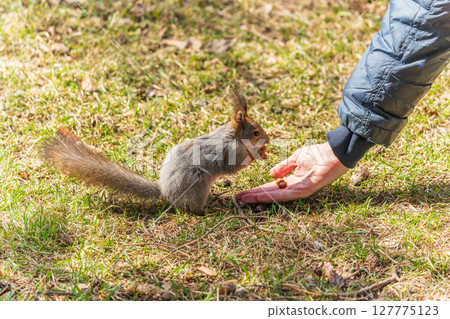 A squirrel in the spring or autumn eats nuts from a human hand. Eurasian red squirrel, Sciurus vulgaris A squirrel in the spring or autumn eats nuts from a human hand. Eurasian red squirrel, Sciurus vulgaris 127775123