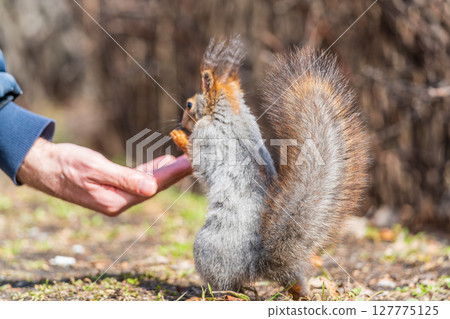 A squirrel in the spring or autumn eats nuts from a human hand. Eurasian red squirrel, Sciurus vulgaris A squirrel in the spring or autumn eats nuts from a human hand. Eurasian red squirrel, Sciurus vulgaris 127775125