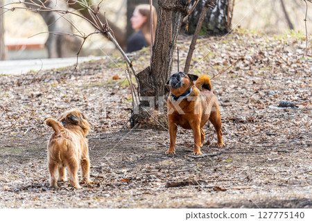 Brussels Griffon for a walk in the park 127775140