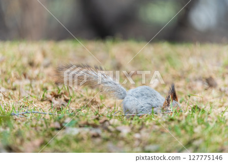 Squirrel in autumn or spring with nut on the green grass with fallen yellow leaves 127775146