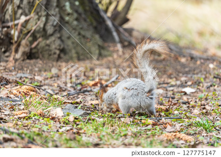 Squirrel in autumn or spring with nut on the green grass with fallen yellow leaves Squirrel in autumn or spring with nut on the green grass with fallen yellow leaves 127775147