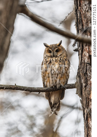 Long-eared owl (Asio otus), looking forward with wide opened eyes Long-eared owl (Asio otus), looking forward with wide opened eyes 127775151