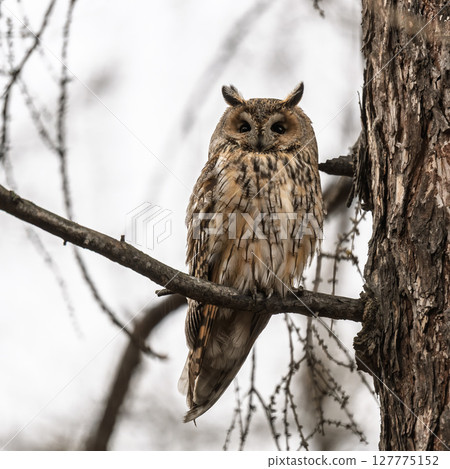 Long-eared owl (Asio otus), looking forward with wide opened eyes Long-eared owl (Asio otus), looking forward with wide opened eyes 127775152