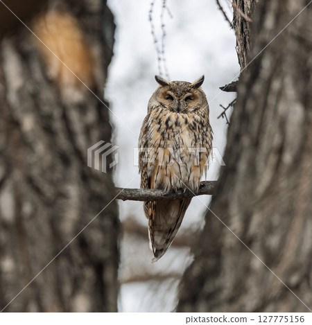 Long-eared owl (Asio otus), looking forward with wide opened eyes 127775156