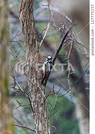 Little woodpecker sits on a tree trunk. The great spotted woodpecker, Dendrocopos major 127775157