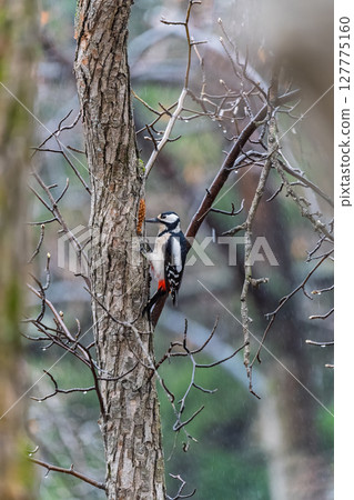 Little woodpecker sits on a tree trunk. The great spotted woodpecker, Dendrocopos major Little woodpecker sits on a tree trunk. The great spotted woodpecker, Dendrocopos major 127775160