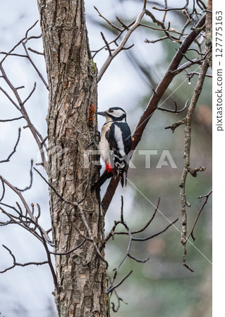 Little woodpecker sits on a tree trunk. The great spotted woodpecker, Dendrocopos major 127775163
