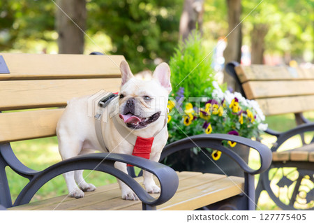 法國鬥牛犬散步 127775405