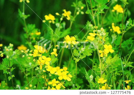 白屈菜“野花” 127775476