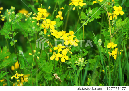 白屈菜“野花” 127775477