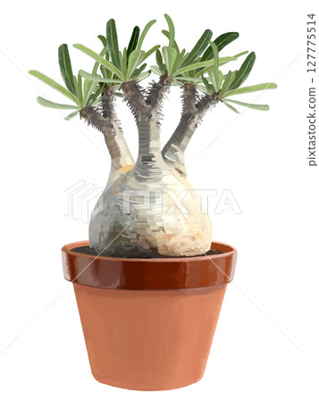 厚柄花（Grakiris）盆栽 127775514