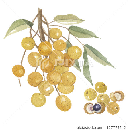 龍眼和水果的水彩畫 127775542