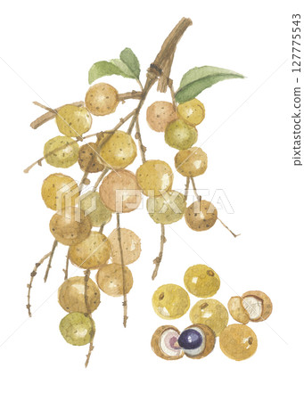 Watercolor drawing of dragon eye and fruit Watercolor drawing of dragon eye and fruit 127775543