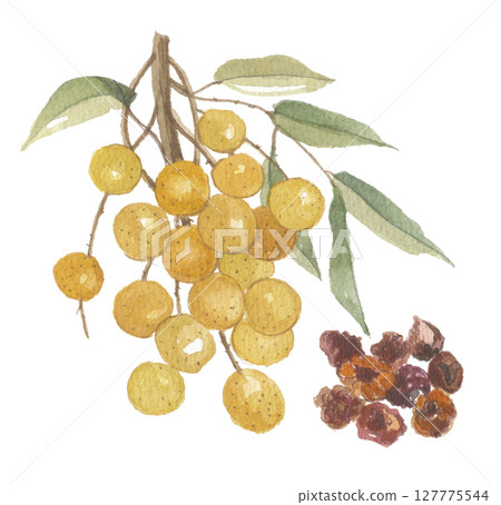 Watercolor painting of longan and longan meat Watercolor painting of longan and longan meat 127775544