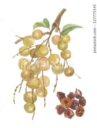 Watercolor painting of longan and longan meat Watercolor painting of longan and longan meat 127775545