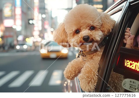 A toy poodle strolling around town, peeking out of a taxi window 127775616