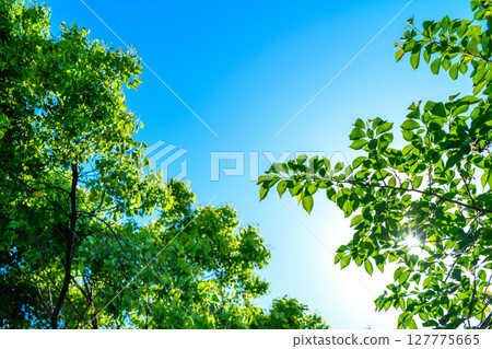 美麗的藍天和清新的綠色背景素材。陽光透過樹木的縫隙灑落下來。背景圖片。 127775665