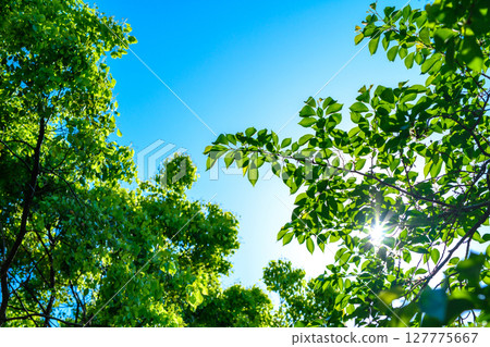 美麗的藍天和清新的綠色背景素材。陽光透過樹木的縫隙灑落下來。背景圖片。 美麗的藍天和清新的綠色背景素材。陽光透過樹木的縫隙灑落下來。背景圖片。 127775667